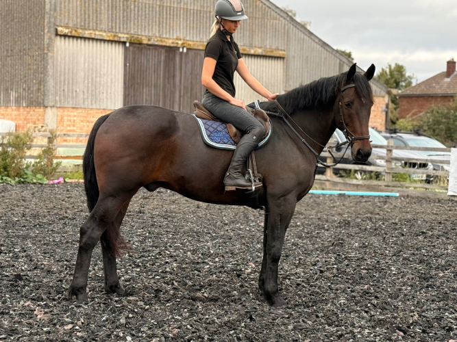 SEASONED HUNTER & ANYONES RIDE