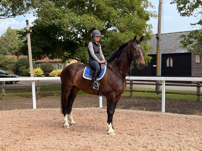 READY TO GO HUNTER/ALLROUNDER