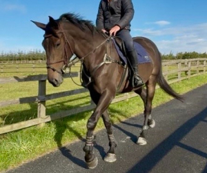 Promising Tyson Mare