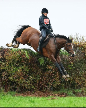 WANTED - FULL TIME, EXPERIENCED GROOM - Nr. Oakham, Leicestershire