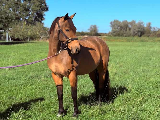 THE PERFECT ALLROUNDER PONY IN EVERY WAY