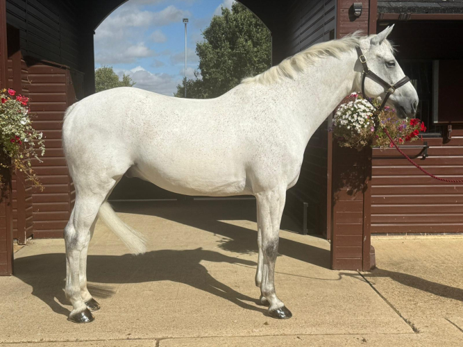 SMART HUNTER / ALLROUNDER