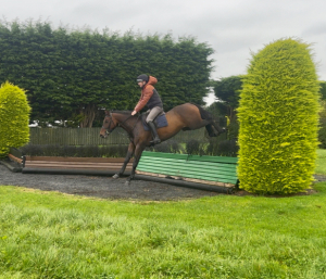 A little horse with a big future