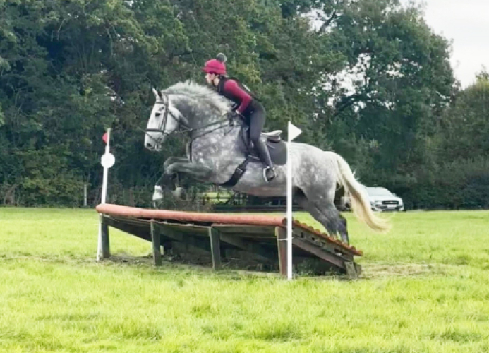 PERFECT FAMILY HORSE