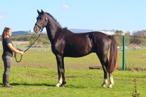 Flashy Graded Performance Stallion Prospect