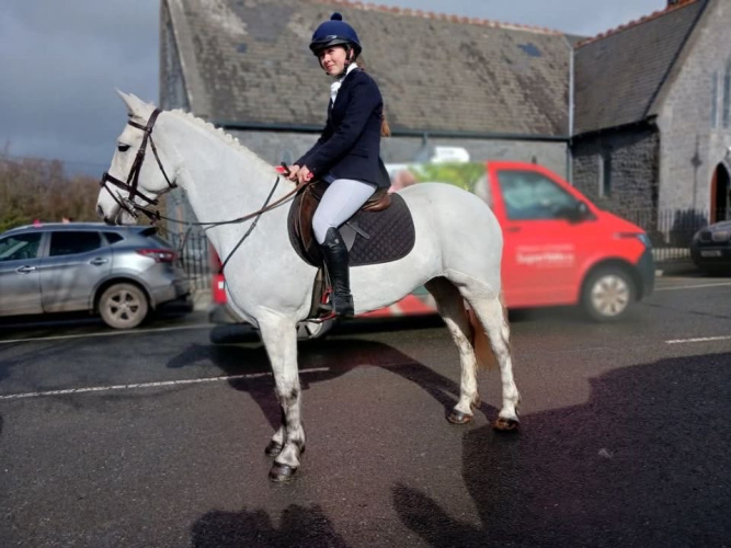 Connemara pony