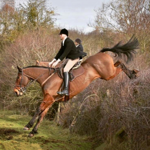 Upfront hunter / Event horse 