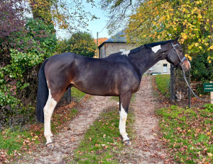 Attractive Coloured Gelding