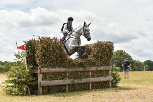 Proven, Quality BE 100 horse / could excel in the show ring / Allrounder