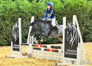 Gorgeous pony club pony