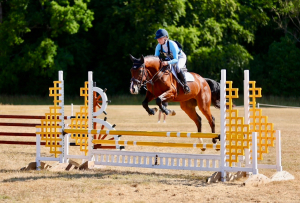 Eye Catching Young Horse