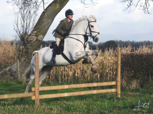 Smashing Irish Hunter