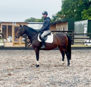 Magic eye catching little horse who oozes class