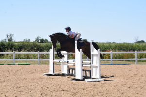 ROR eligable fun 7yo ex P2P horse