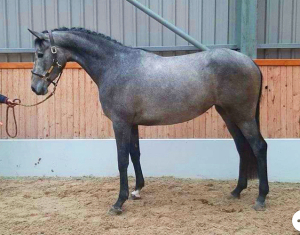 Absolutely Stunning Potential Eventer/SJ/Dressage 