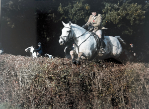 Super Hunter, Dressage, Eventer and All rounder