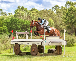 4* Schoolmaster - Ultimate YR Horse