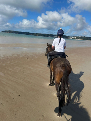 15.2 lovely allrounder compact gelding 