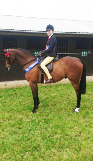 Duke - 16yrs 15.1hh Bay Gelding 