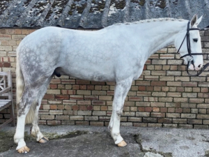 16hh 5yo RID gelding