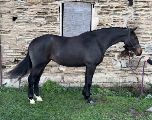 Rosa homebred 15h allrounder 