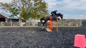 SUPER CLASSY AND EASY YOUNG HORSE 