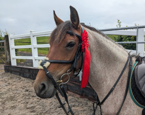 Talented scopey 128 mare 