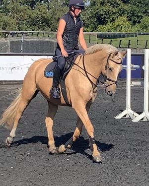 Smart potential eventer / show jumper / all-rounder / show horse 