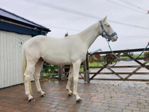 Stunning Cremello AES Sports Gelding