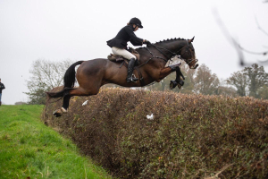 THE BEST HORSE ON THE MARKET