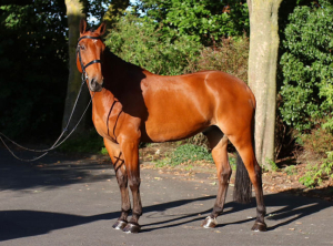 All round sports horse 