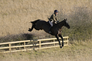 Super smart hunter and all rounder