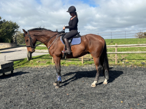 Fantastic gentle alrounder. 