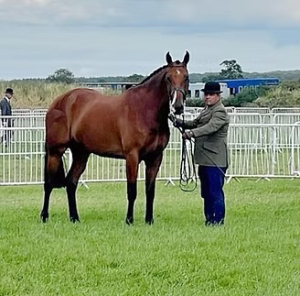 Irish Draught - All rounder bred by Her Late Majesty The Queen