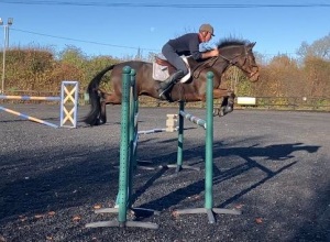 Compact, Athletic 16hh Eventer with Scope and Style