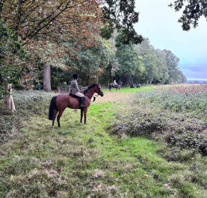 A lovely allrounder with the perfect temperament