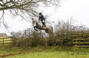 16.3hh 6 year old ISH Hunter/All rounder