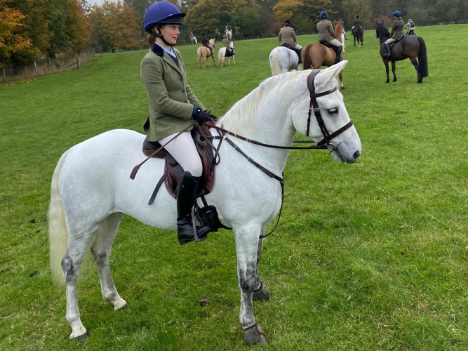 Cracking pure bred Connemara