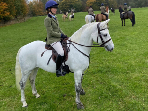 Cracking pure bred Connemara 