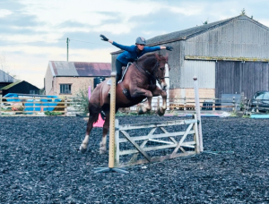BEAUTIFUL BIG IRISH GELDING