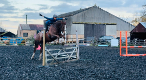 BEAUTIFUL BIG IRISH GELDING