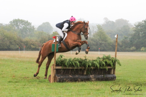 Lovely Mannerly Hunter/ Allrounder -Fit and ready to go