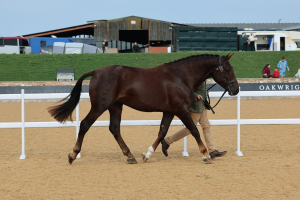 Beautiful Purebred Irish Draught Colt