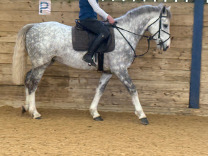 Class 1 Connemara x Irish sportshorse