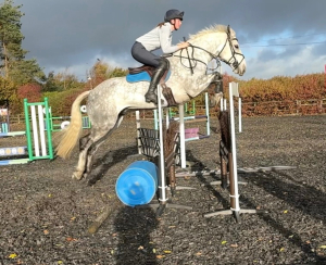 Fun, talented and versatile young horse
