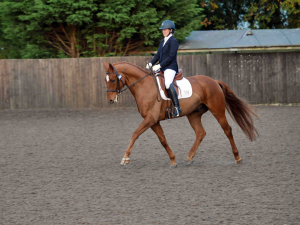 Quality horse at a bargain