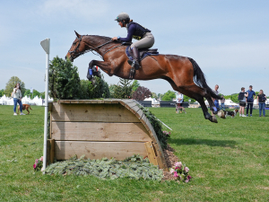 15.3hh - light framed Scottish Sports Horse 