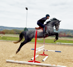 16.1-2 Stunning Grey TB 5 year old gelding