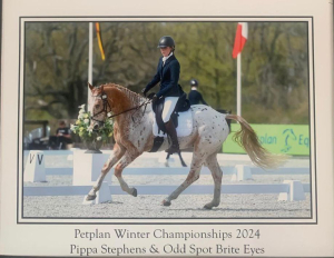 15.1hh 9yr old part bred Appaloosa Gelding 