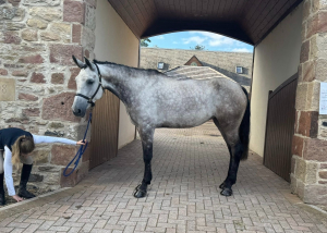 Heart Horse /talented too